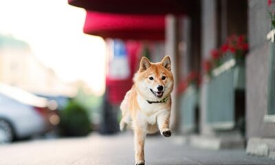 Shiba Inu is outperforming Bitcoin in 2024, and it's not even close.  But does that make it a buy?