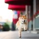 Shiba Inu is outperforming Bitcoin in 2024, and it's not even close.  But does that make it a buy?