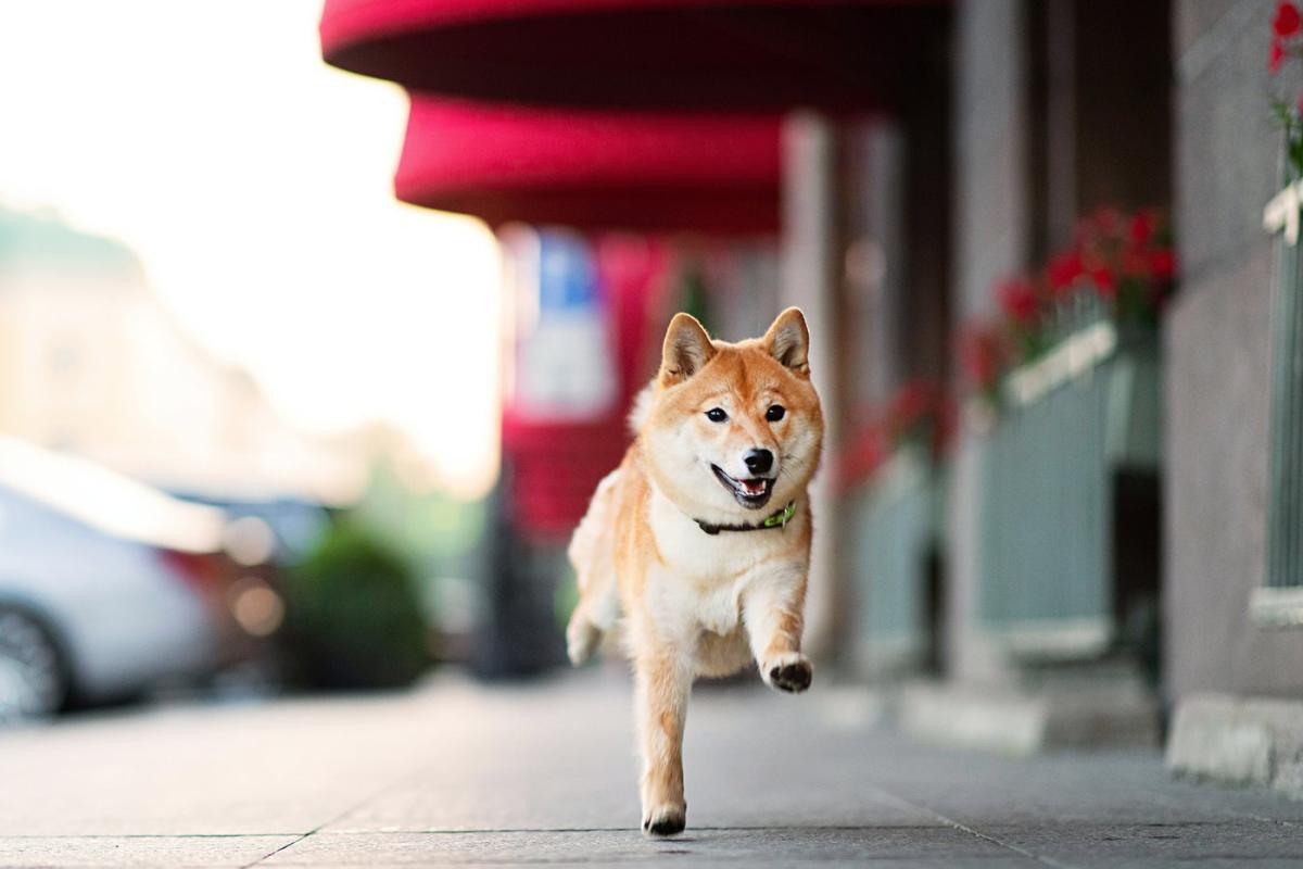 Shiba Inu is outperforming Bitcoin in 2024, and it's not even close.  But does that make it a buy?