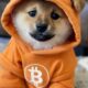 Bitcoin-Based Meme Coin DOG Soars Toward $1 Billion Market Cap on Runes Protocol