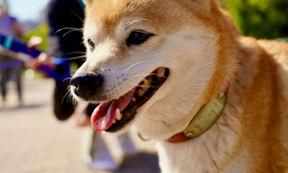 What's going on with Shiba Inu (SHIB)?