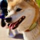 What's going on with Shiba Inu (SHIB)?