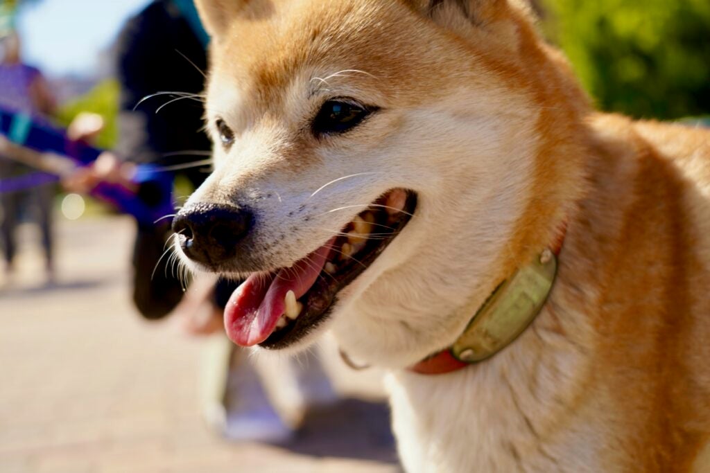 What's going on with Shiba Inu (SHIB)?